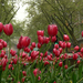 Az operett tulipánjai