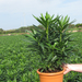 Nerium Oleander5