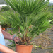 Chamaerops Humilis  1169