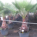 Washingtonia Robusta 832