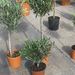 Olea Europea 949