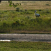 szomjas gólya