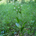 Fehér madársisak (Cephalanthera damassonium)