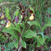 Boldogasszony papucsa (Cypripedium calceolus)