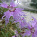 Buglyos szegfű (Dianthus superbus ssp. alpestris)
