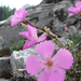 Hószéli szegfű (Dianthus glacialis)