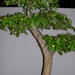 bonsai galagonya1