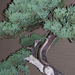 bonsai juniperus1