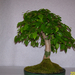 Höchstetten Bonsai30