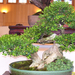 Pratteln Bonsai9