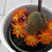 Kaktusz virága1