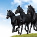 black-horses-dallop