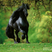 Horse-Wallpaper-horses-1899047-1024-768