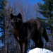farkas wolf02
