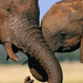 zambezi-elephants-504584-ga