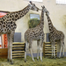 Zsiráf család az állatkertben