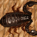 A mama ( vagy papa?) skorpió ( KF)