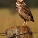 Burrowing owl (Athene cunicularia) - Pantanal, Brazil, 2008
