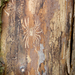 Wood-spider