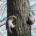 09 squirrels 143718