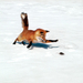 Chasing a Snack%2C Red Fox