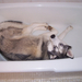 Hiei Lounging in the Bathtub by Asaki Kakan