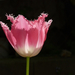 tulipán 5