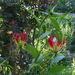 gloriosa (koronás liliom)