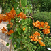 bouganvillea 'California Gold'