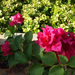 bouganvillea 'Double Red'