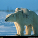 polar-bear-and-baby