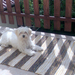 Lily,a kis havanese