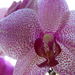 orchidea 0369