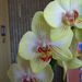 orchidea 0372