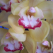 orchidea 0395