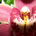 orchidea 2431