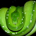 Morelia viridis