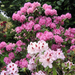 Album - Rhododendronok