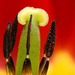 Tulipán belső
