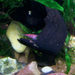 akvarium garnelas 2011.02.23 031