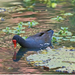 Alae Ula - Hawaii Moorhen