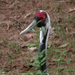 Fehér-naped Crane