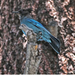 Steller Jay