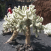 Jardín de Cactus[200] resize