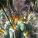 Jardín de Cactus[292] resize