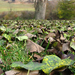 pale leaves