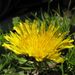 Taraxacum officinale