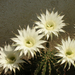 virágaim 2008 kaktusz