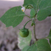 Fekete csucsor (Solanum nigrum)