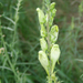 Gyújtoványfűfaj (Linaria sp.) I